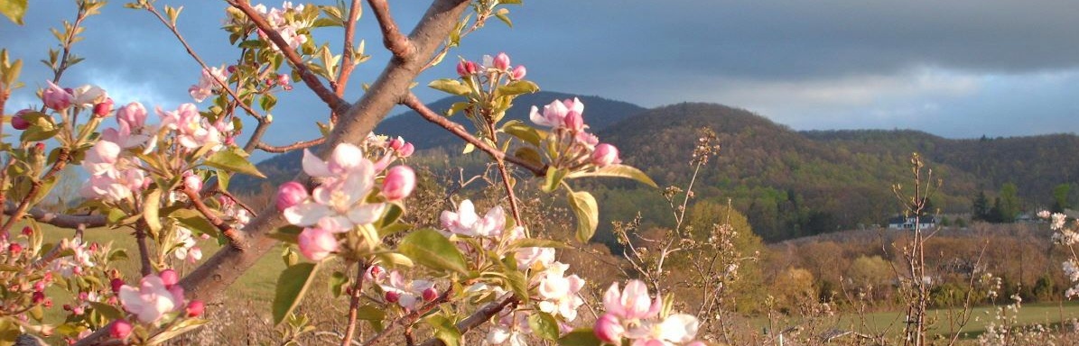 spring apple blossoms in Hendersonville